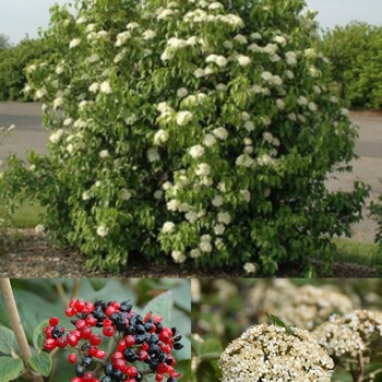 Viburnum lantana - Mohican Viburnum