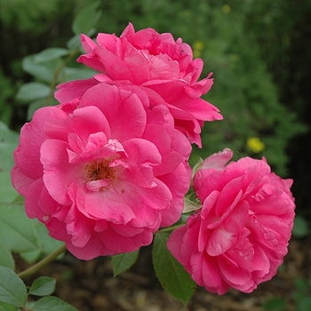 Rosa - Morden Centennial Rose