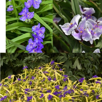 Tradescantia virginiana 'Assorted' - Assorted Spiderwort