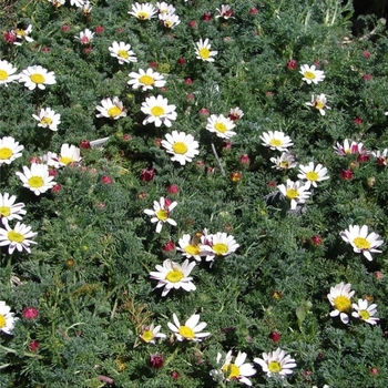 Anacyclus depressus - Spring Carpet Mount Atlas Daisy