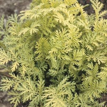 Tanacetum vulgare - Gold Leaf Tansy