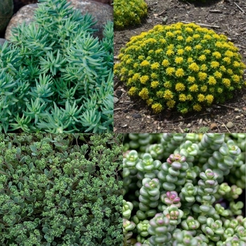 Sedum - Assorted Groundcover Stonecrop