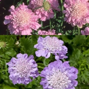 Scabiosa - Assorted Pincushion Flower