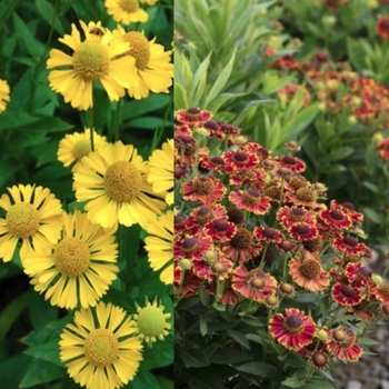 Helenium autumnale - Assorted Sneezeweed