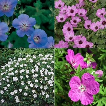Geranium - Assorted Hardy Geranium