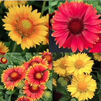 Gaillardia 'Assorted' - Assorted Blanket Flower