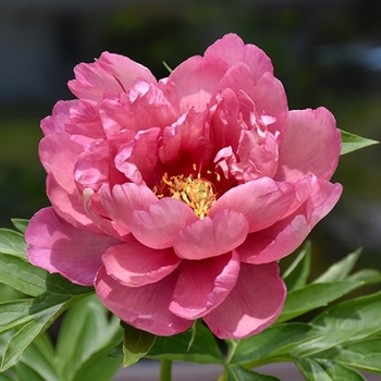 Paeonia (Itoh Peony) - 'Pink Double Dandy'