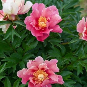 Paeonia Itoh 'Sunset and Rainbows' - Sunset and Rainbows Itoh Peony