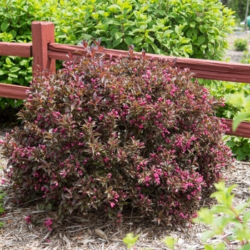Weigela florida - Shining Sensation™