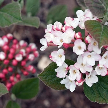 Viburnum carlesii - Korean Spice Viburnum