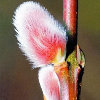 Salix - Marquette French Pussy Willow