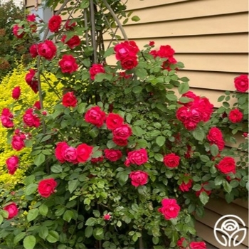 Rosa 'Blaze' - Blaze Improved Climbing Rose