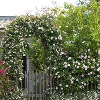 Rosa 'Cecile Brunner' - Cecile Brunner Climbing Rose