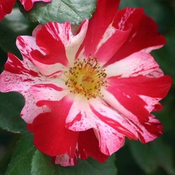 Rosa - Fourth of July Climbing Rose