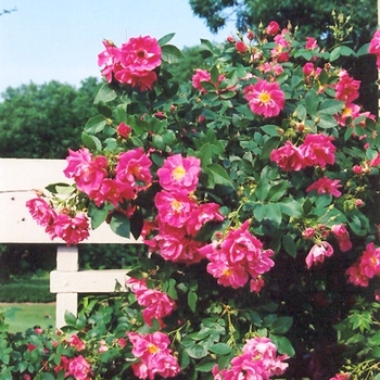 Rosa - William Baffin Climbing Rose