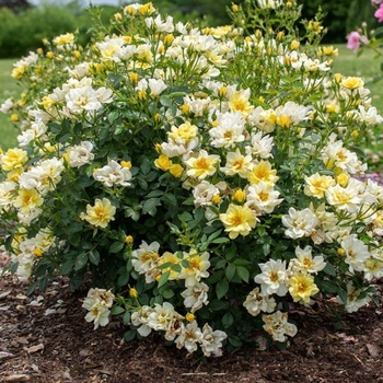 Rosea Lemon Drift - Lemon Drift Rose