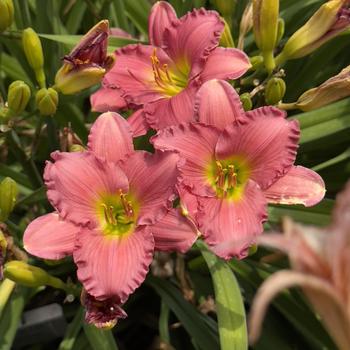 Hemerocallis - Passionate Returns Daylily