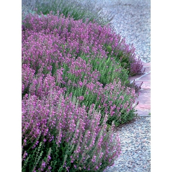 Teucrium chamaedrys - Germander