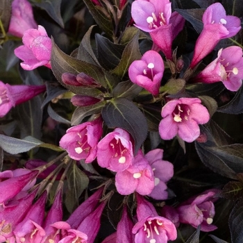 Weigela florida - Dark Horse Weigela