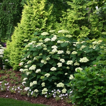 Hydrangea arborescens - 'Lime Rickey®' Smooth Hydrangea