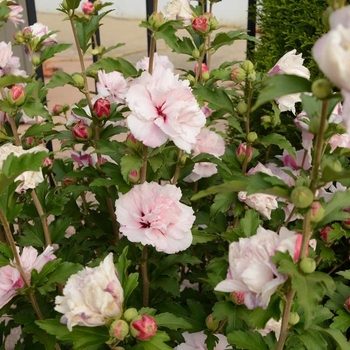 Hibiscus syriacus 'Mindoub1 - French Cabaret™ Blush Hibiscus