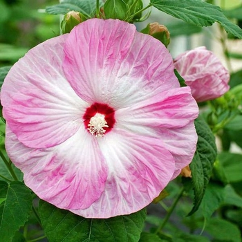 Hibiscus moscheutos (Rose Mallow) - Honeymoon™ 'Light Rose'