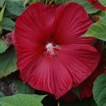 Hibiscus moscheutos (Rose Mallow) - Honeymoon™ 'Deep Red'