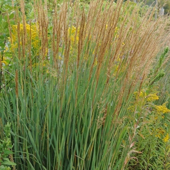Sorghastrum nutans - Thin Man Indian Grass