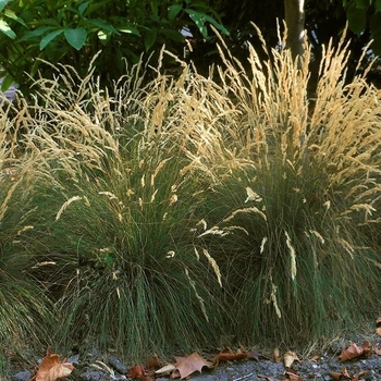 Festuca ovina Eiler’s Beauty™ - Eliers Beauty Fescue