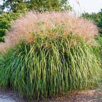 Miscanthus sinensis ‘Gracillimus’ - Gracillimus Maiden Grass