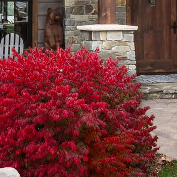 Euonymus alatus - Little Moses™ Dwarf Burning Bush