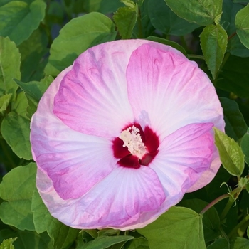 Hibiscus moscheutos 'Honeymoon Light Rose' - Honeymoon Light Rose Hibiscus