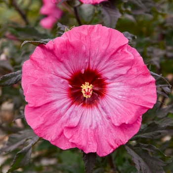 Hibiscus 'Inner Glow' - Inner Glow Rose Mallow