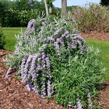 Buddleia alternifolia - Mop Top™ Butterfly Bush