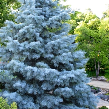 Abies concolor 'Blue Cloak' White Fir - Blue Cloak White Fir