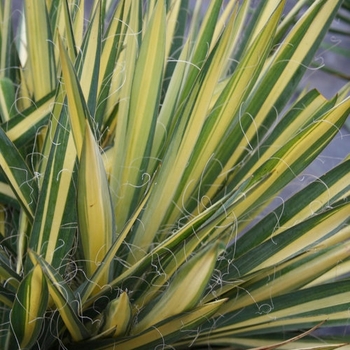 Yucca filamentosa - Yucca