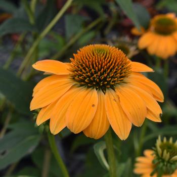 Echinacea (Coneflower) - Sombrero&reg; 'Granada Gold'