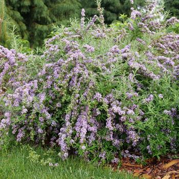 Buddleia alternifolia - Mop Top™ Butterfly Bush