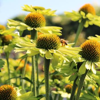 Echinacea (Coneflower) - Kismet&reg; 'Kiwi'