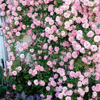 Ligustrum vulgare - Straight Talk&reg; Privet