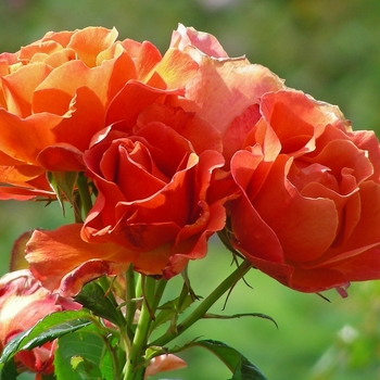 Rosa floribunda 'Living Easy' - Living Easy Hardy Shrub Rose