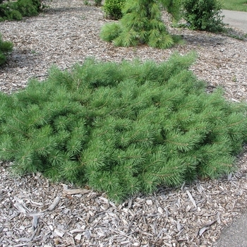 Pinus sylvestris 'Hillside Creeper Standard' - Hillside Creeper Pine (Standard)