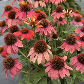 Echinacea purpurea - Prairie Blaze&trade; Orange Sunset Coneflower