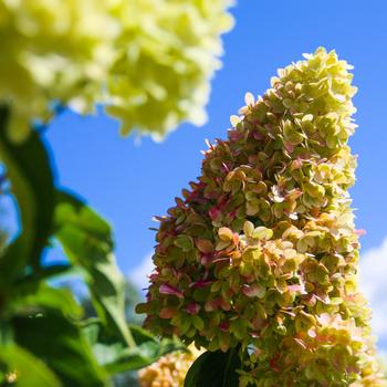Hydrangea paniculata ‘HYLV17522‘ - Dragon Baby Hydrangea