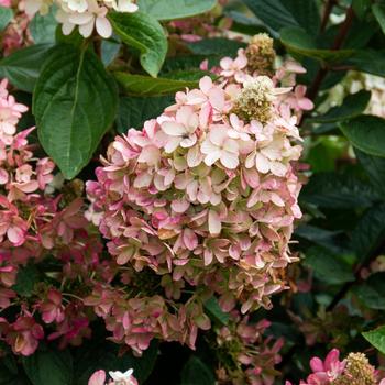 Hydrangea paniculata - 'Flare&trade;' Panicle Hydrangea