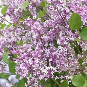 Syringa meyeri (Dwarf Lilac) - Flowerfesta&reg; Purple