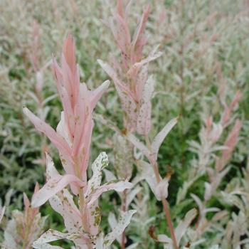 Salix integra 'Hakuro-Nishiki' - Nishiki Willow