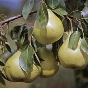 Pyrus communis 'D'Anjou' - Anjou Pear