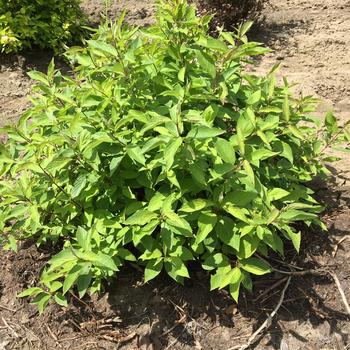 Cornus alba - 'Little Rebel&reg;' Dogwood