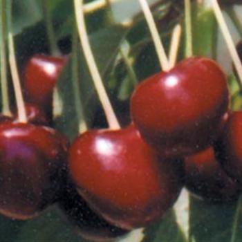 Prunus avium 'Lapins' - Lapins Sweet Cherry